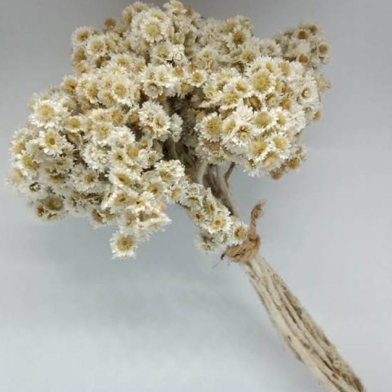 BUNGA KERING EDELWEIS