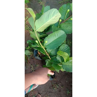 bibit jambu kristal sudah berbuah