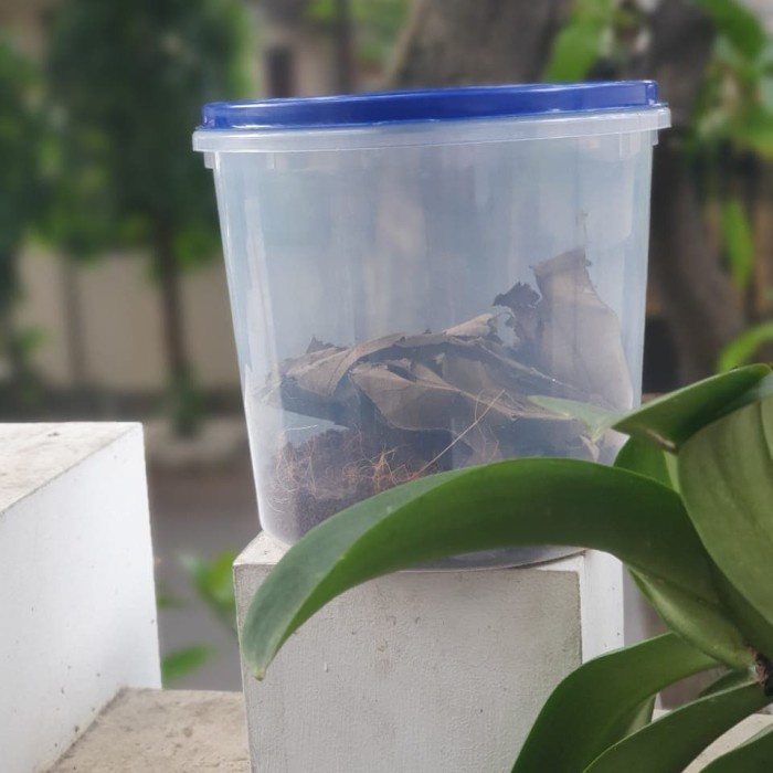 Kelabang Lipan Hidup Sedang Besar 20 Ekor+ Toples (Media Free)