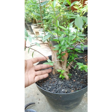 bahan bonsai anting putri bonggol murahh