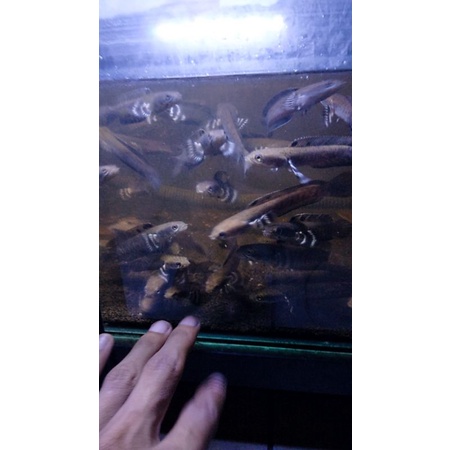 10ekor CHANNA BLUE PULCHRA 9-12CM PROGRES                (Baca Deskripsi)