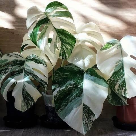 Monstera Varigata White Tiger/Monstera Variegata/Monvar White Tiger