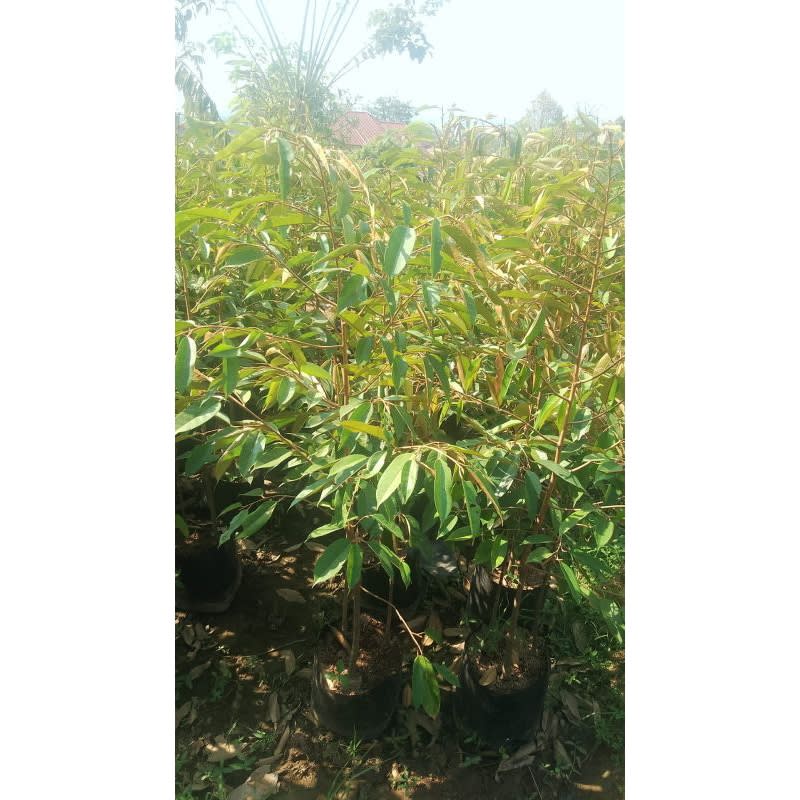 bibit Durian Musang king 1Meter
