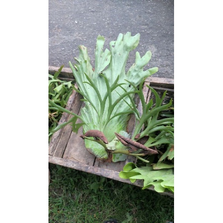 pletycerium coronarium