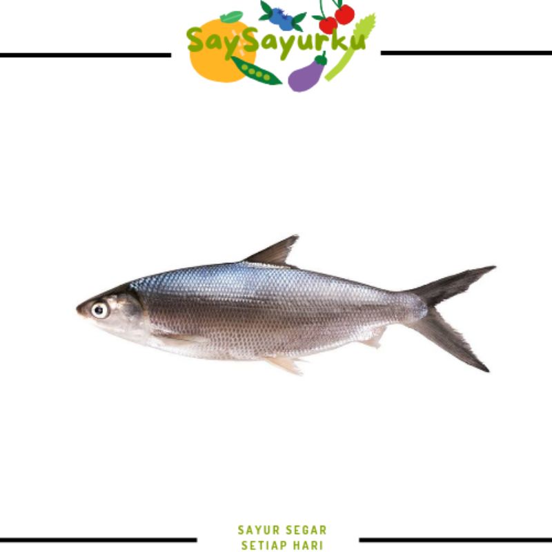 

IKAN BANDENG
