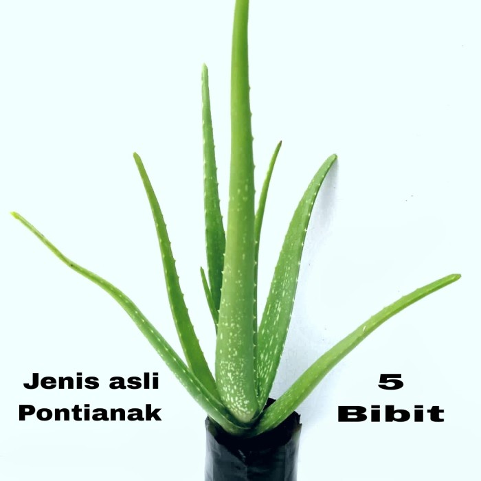 BIBIT LIDAH BUAYA JUMBO PONTIANAK