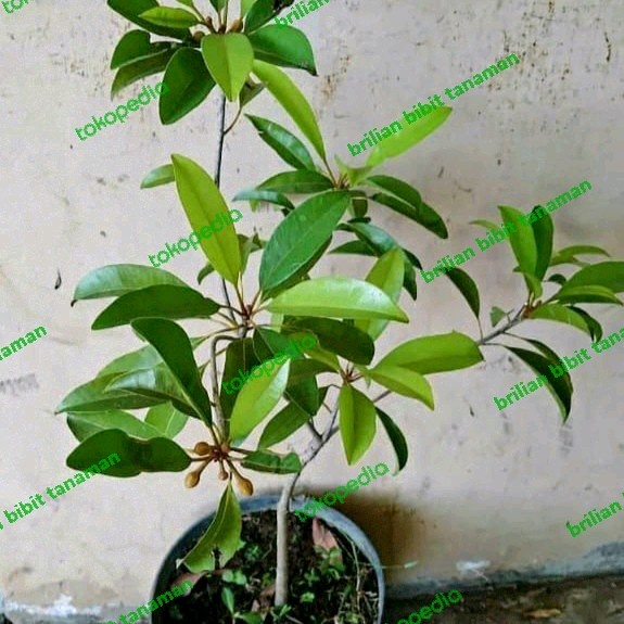 BIBIT TANAMAN SAWO MENTIMUN KONDISI BERBUNGA SIAP BERBUAH