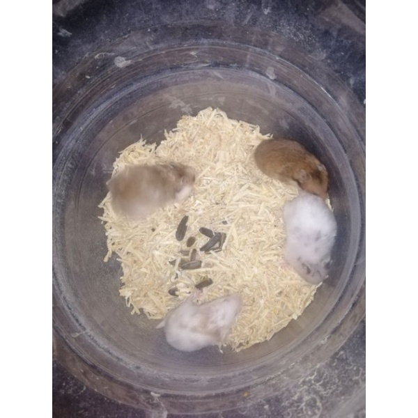 Hamster Syrian Fujiyama