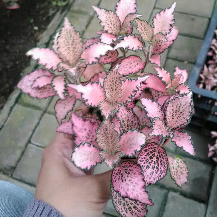 FITONIA PINK KERITING CURLY CANTIK UNIK TANAMAN HIAS