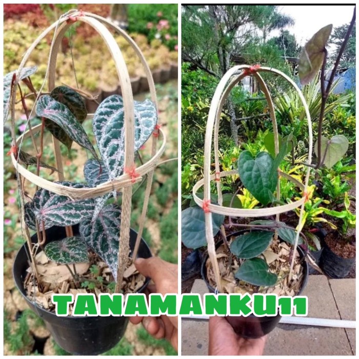 PAKET 2 TANAMAN SIRIH MERAH SIRIH HITAM PLUS POT