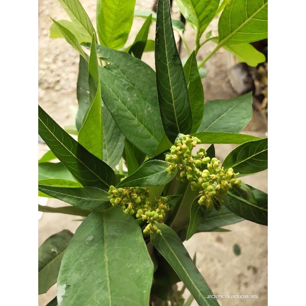 

HERBAL DAUN KATEMAS 500 GRAM