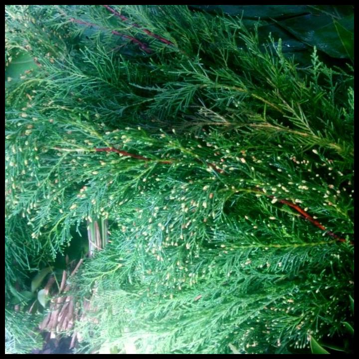 

TERBARU DAUN NATAL CEMARA WANGI / RENTES POTONG !!!