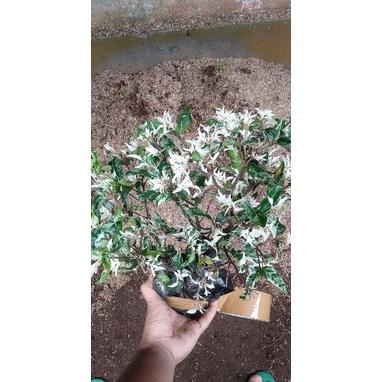Gratis Ongkir Tanaman Hias Bunga Anting Putri Salju Bahan Bonsai - Pohon Anting Putri Salju Virall