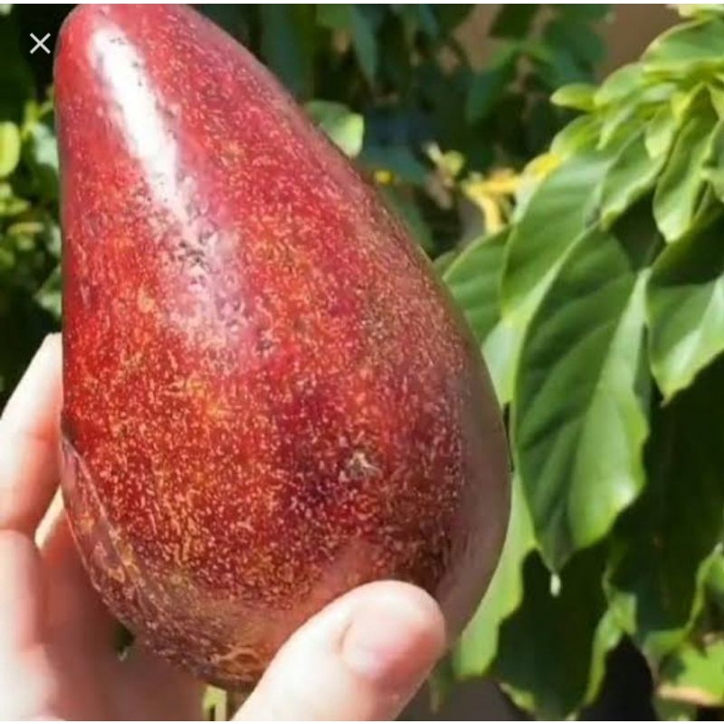Bibit Alpukat Red Vietnam / Alpukat Merah Sambung Asli