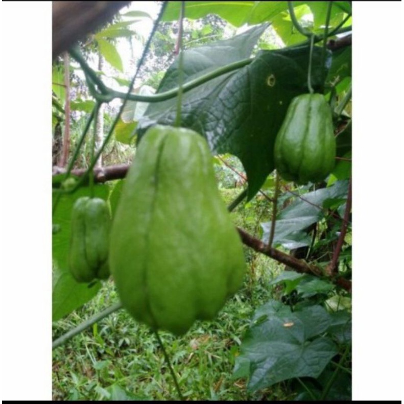 

Labu Siam Segar 1kg Siap DiMasak