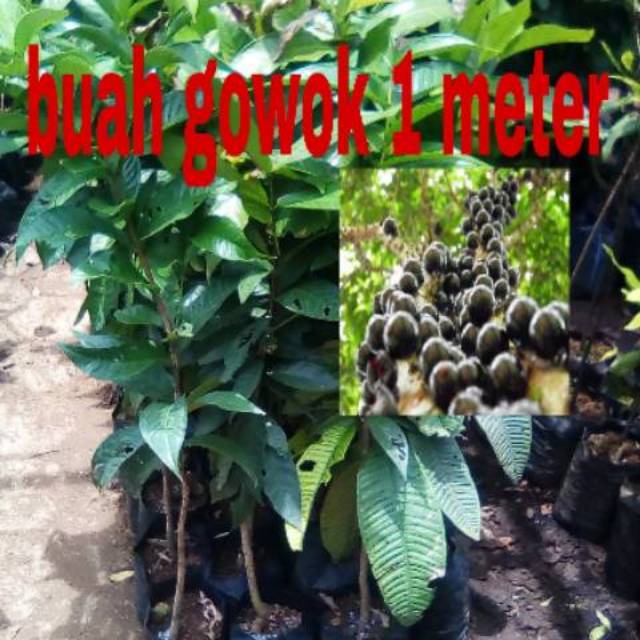 BIBIT BUAH GOWOK SUPER OKULASI 1 METER // BUAH GOWOK // GOWOK // BIBIT GOWOK SUPER -Terlaris
