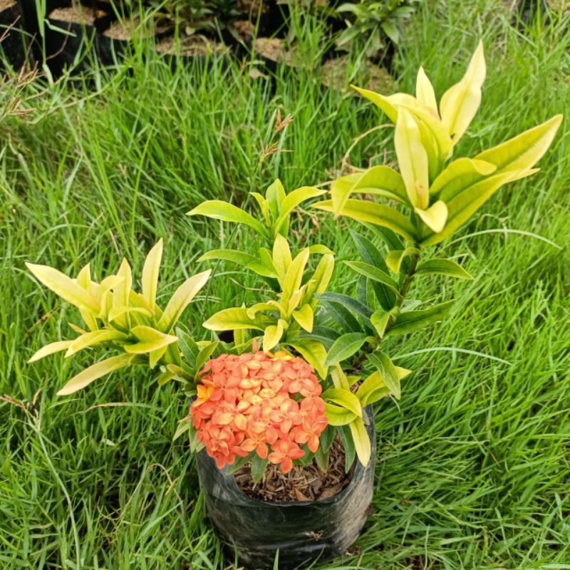 Bunga asoka orange/asoka murah