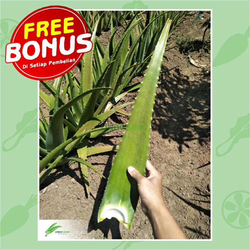 

Aloevera Pelepah Lidah Buaya SUPER JUMBO 1kg