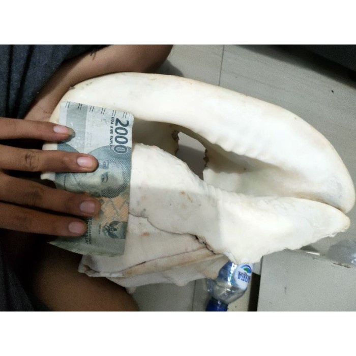 Promo Ready Cangkang Kerang Besar