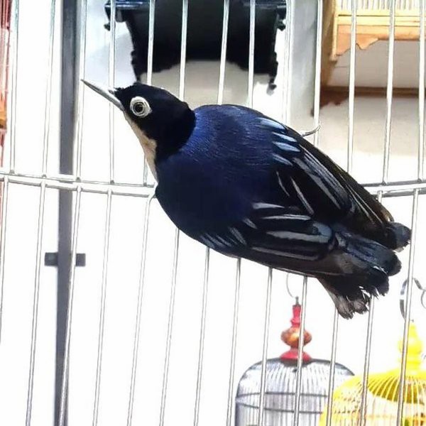 Burung rambatan doraemon