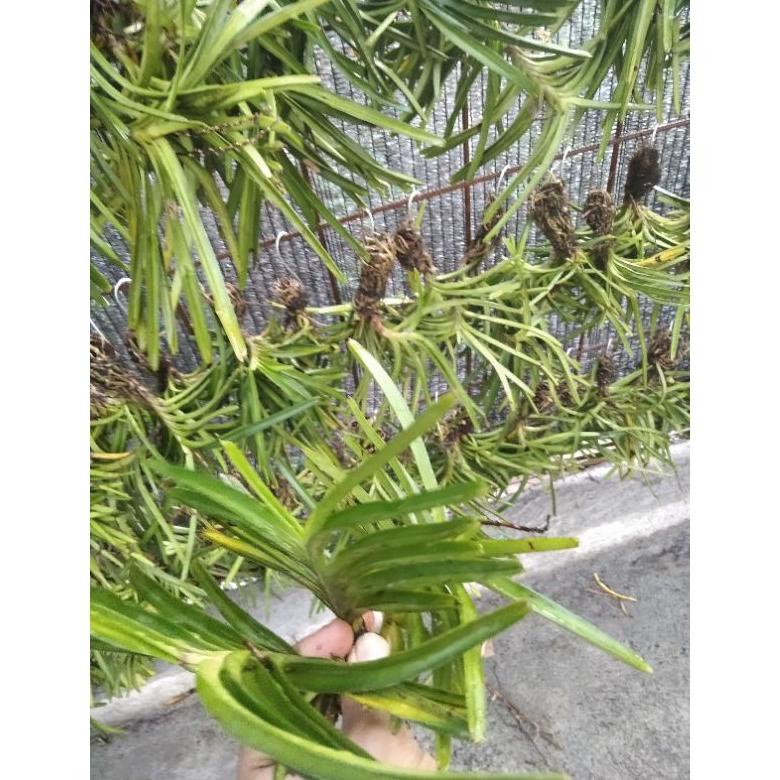 Termurah anggrek vanda mini asco dewasa siap bunga COD