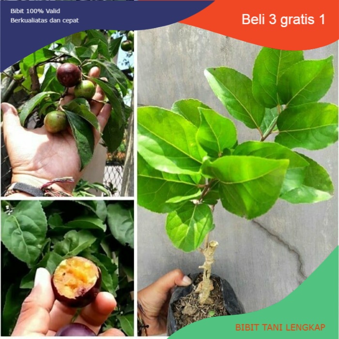 Bibit Tanaman Buah Plum Manila-Bibit Plum Manilla