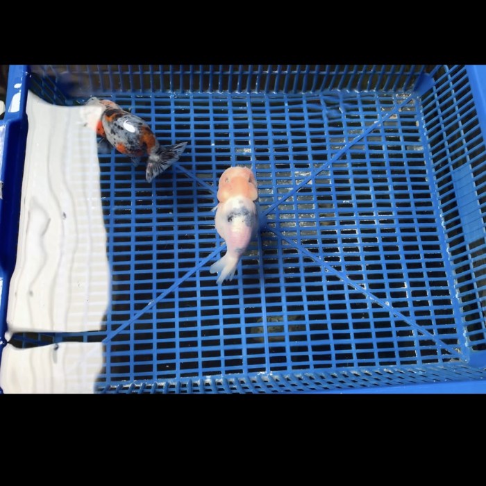 [New Ori] Iionchu Sapi Dan Lionchu Grey Terbaru