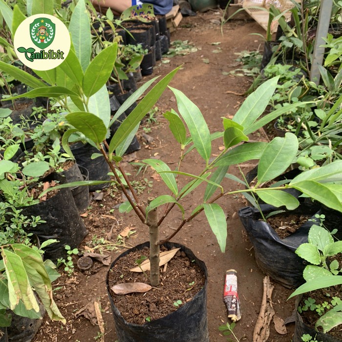 READY Bibit pohon buah jambu air mawar tanaman sudah jadi jambu mawar langka