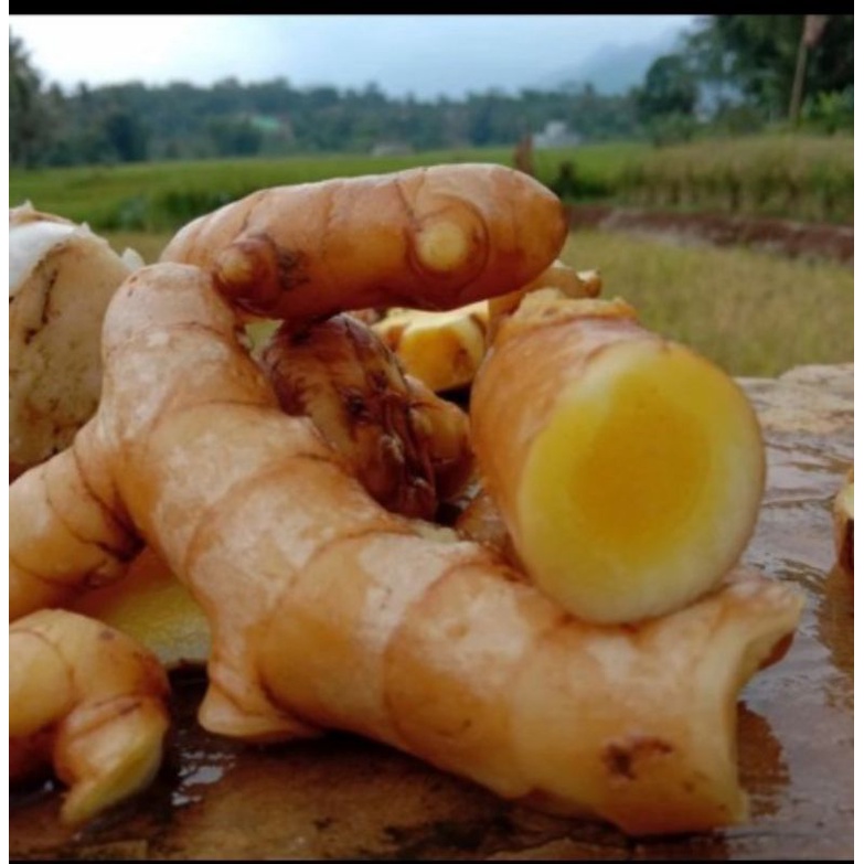 

Temu Mangga Segar 1kg (curcuma mangga) atau Kunyit Mangga