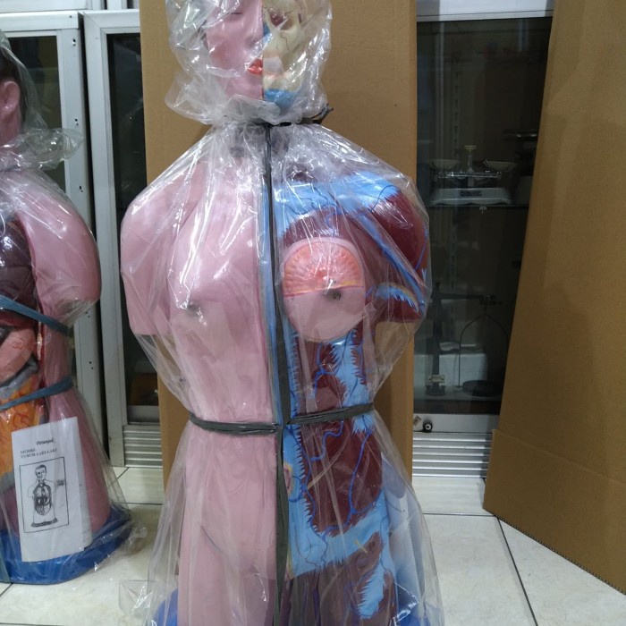 

Peraga Torso Anatomi Tubuh Setengah Badan Wanita