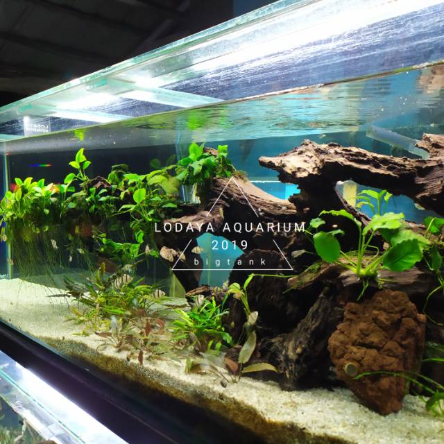 Akar/Bonggol Rentek Utk Aquascape/Biotope