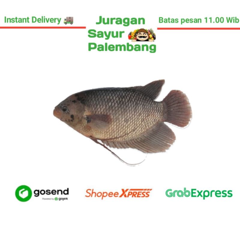 

Ikan Gurame 1Kg - Juragan Sayur Palembang