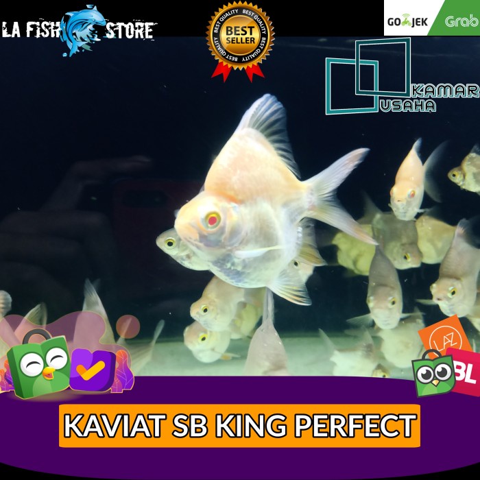 Promo Kaviat Sb King Perfect Albino & Green Grade Aa