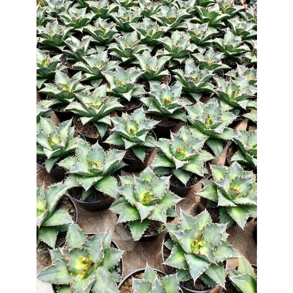 Agave Titanota Solar Eclipse | kaktus dan sukulen