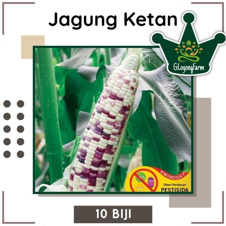 Benih Jagung Ketan Pulen Rasanya - Bibit Jagung