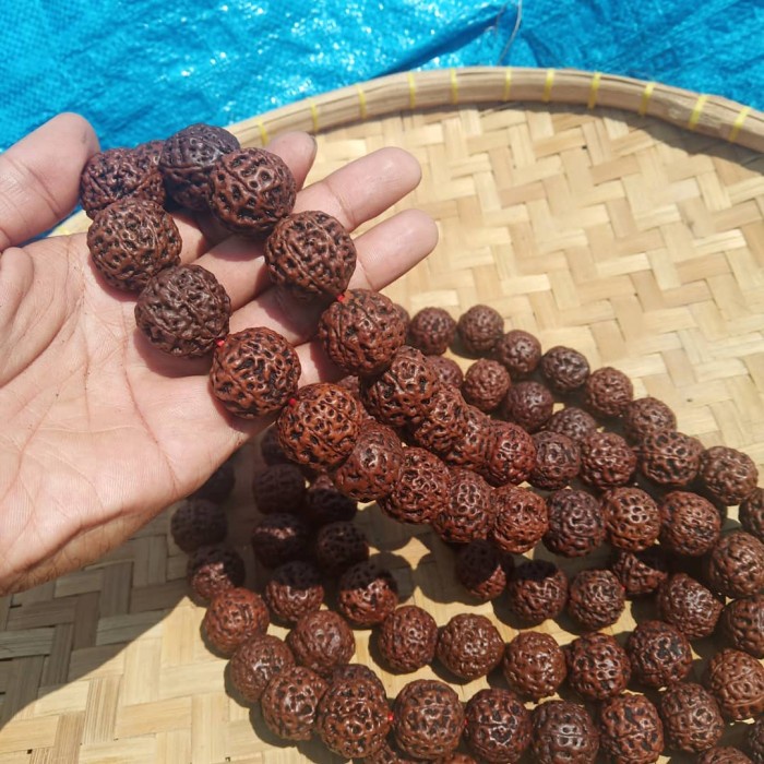 Kalung Tasbih Jenitri Besar Rudraksha Jumbo