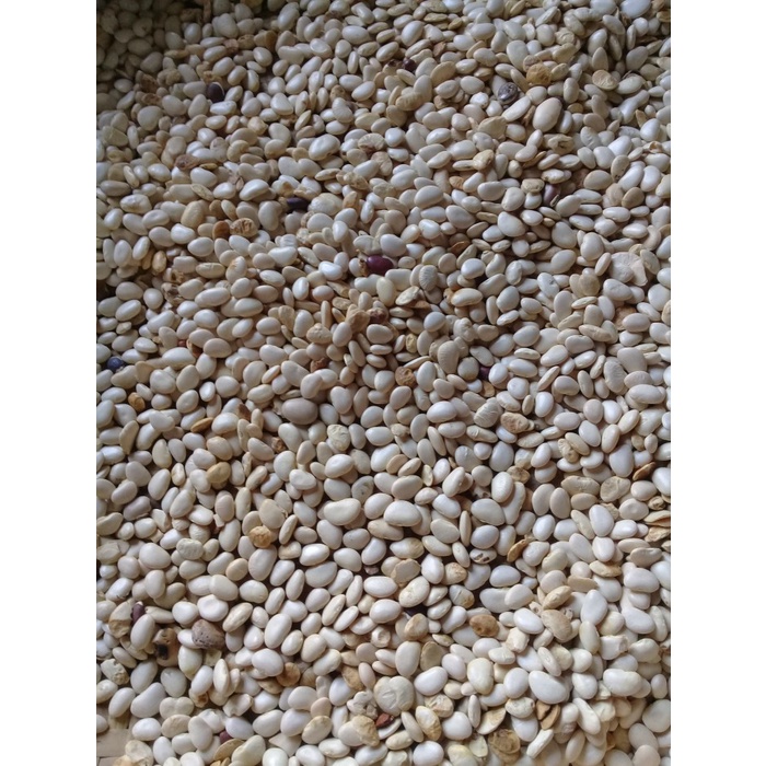 

Kacang Koro Mentah Biji Bijian