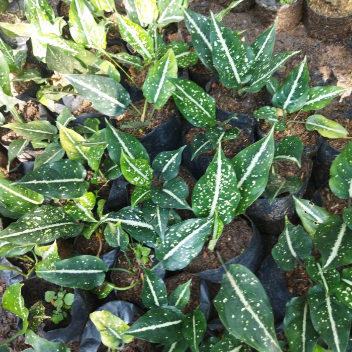 

Tanaman Hias Aglonema Tumpah Merantak Sirkit
