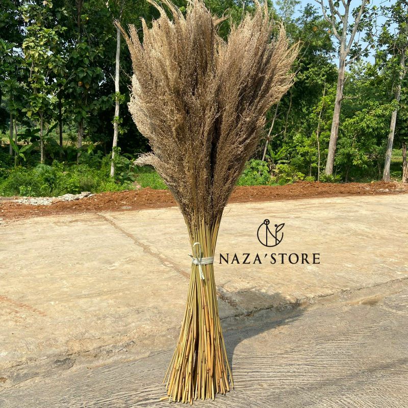 12 Batang Pampas Bulu Kering Premium Anti Rontok