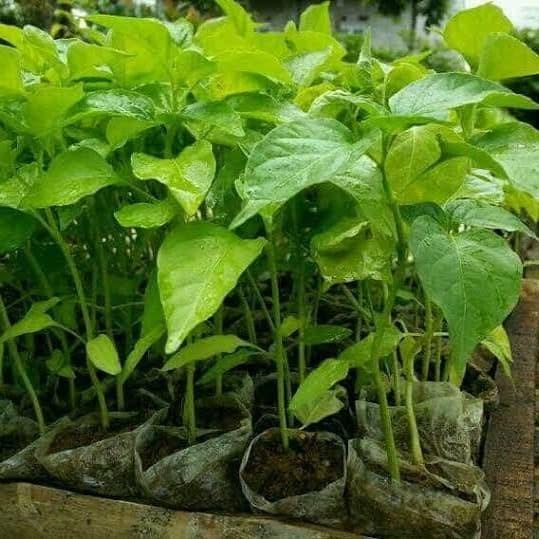 Bibit Tanaman Cabai Setan/Pohon Buah Cabe Jablay MMMM