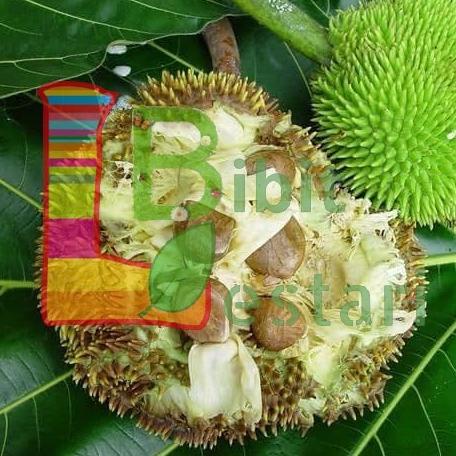 Terlaris Bibit taama kluwih Buah Kluwih OO17