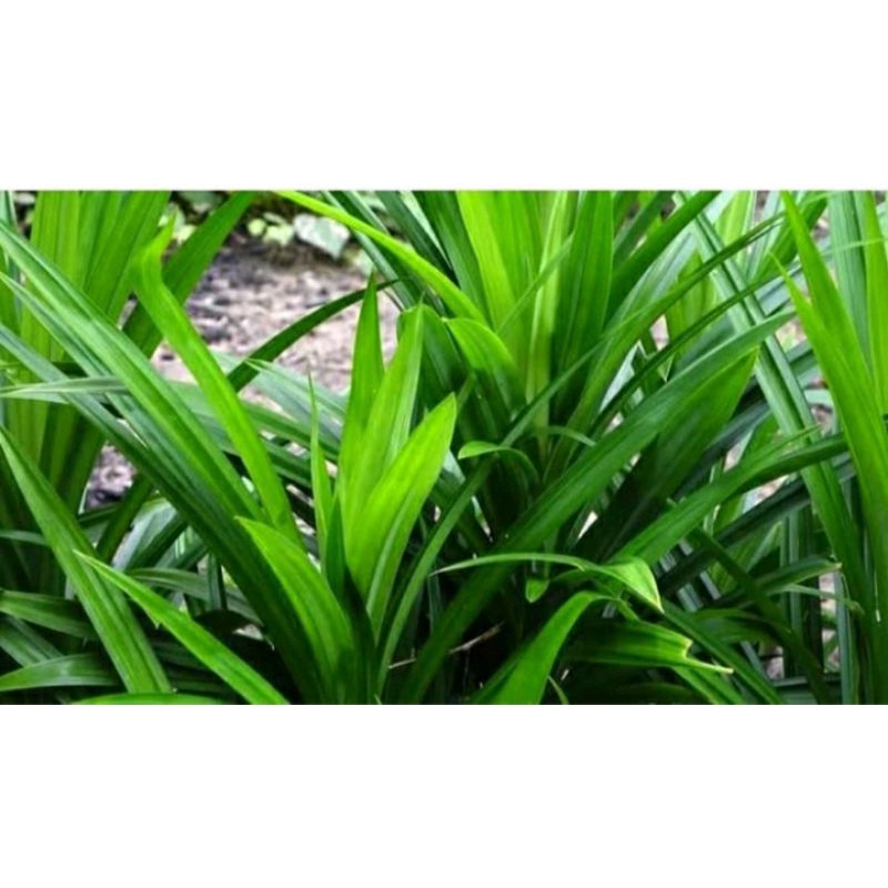 

TERLARIS - Daun Pandan Wangi Segar Alami perlembar