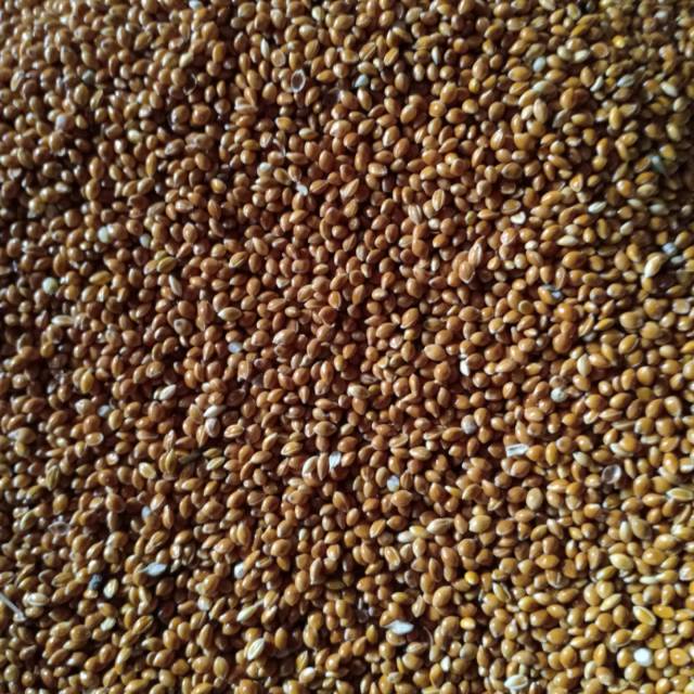 milet merah impor 1 kilo bersih pakan burung lovebird perkutut kenari