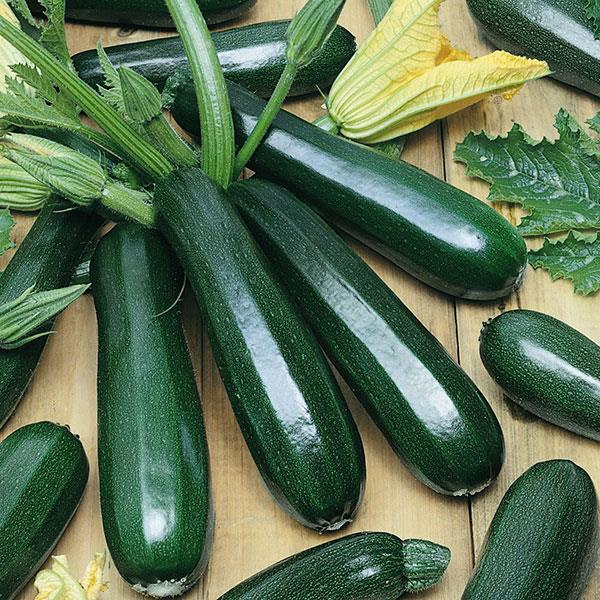 Bibit Benih Labu Zukini Zucchini Hijau (1 Butir)