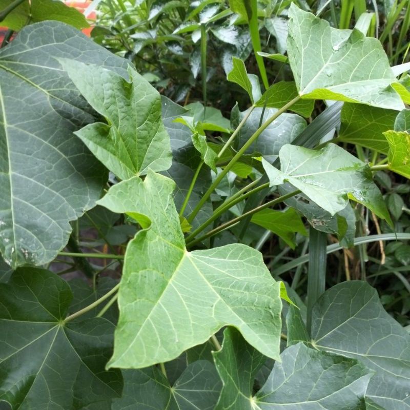 

Daun Kaleke Fresh 20 Helay Langsung Petik