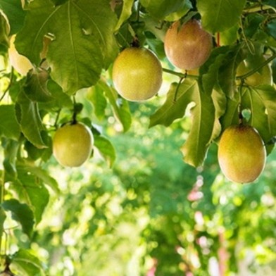 Bibit Benih Buah Konyal Kuning (± 50 Butir)