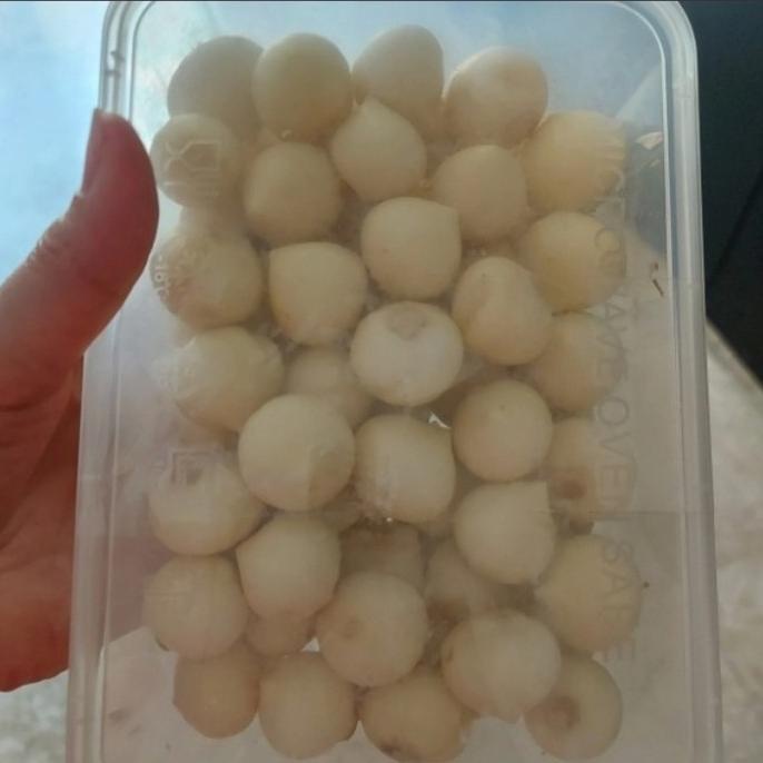 

Bawang Putih Tunggal Kupas 1kg / Bawang Lanang Kupas