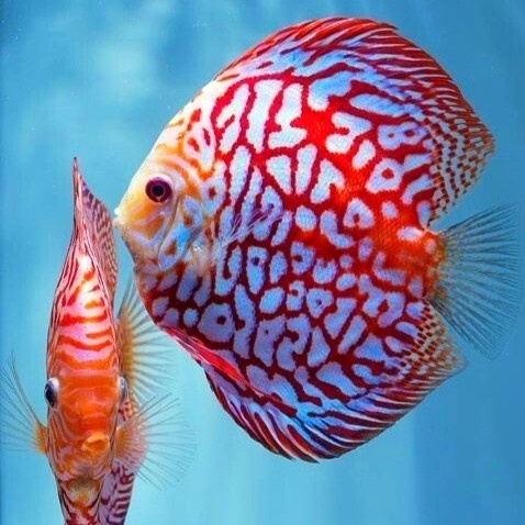 Promo Discus Pigeon Checkerboard / Discus Pigeon / Pigeon Blood / Ikan Hias