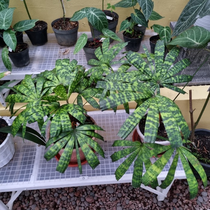 [New] Tanaman Licuala Mapu Limited