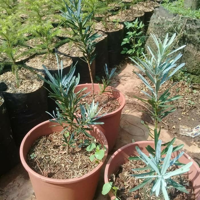 [New] Lohansung Daun Silver Tinggi 30 Cm Diskon